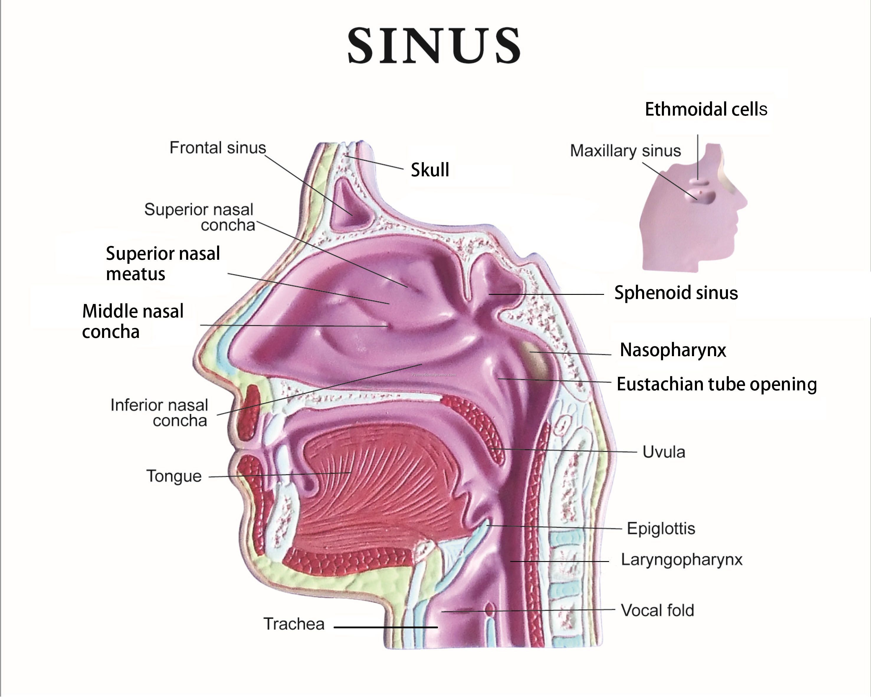 Anatomical Sinus Model Photo 2
