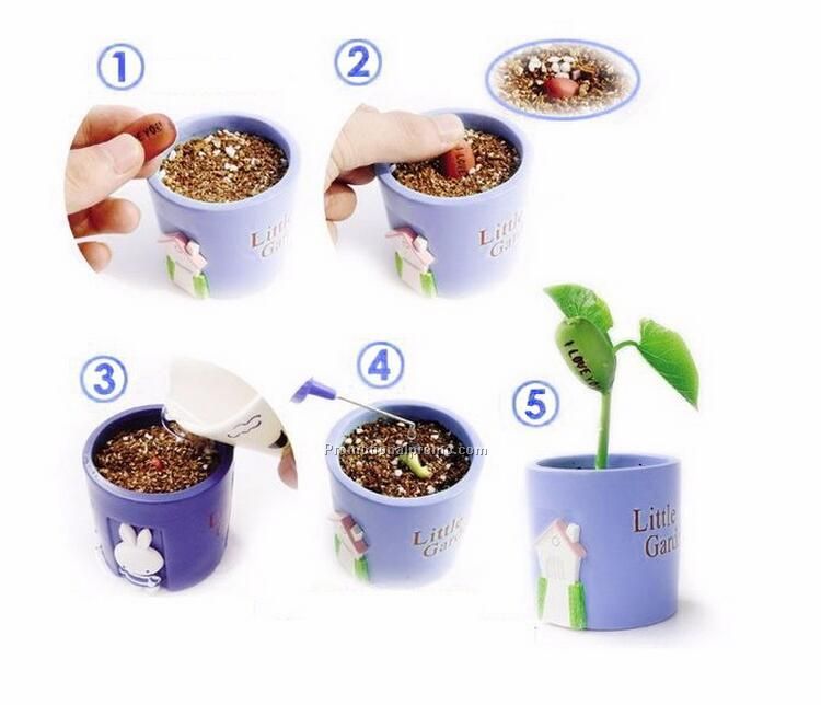 DIY Magic Bean Seed Plant Growing Message Words Photo 2