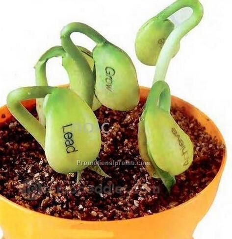 DIY Magic Bean Seed Plant Growing Message Words Photo 3
