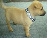 Pet lost-prevention alarm