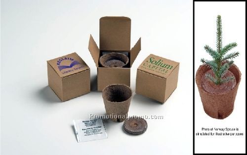 TREE IN A RECYCLED BOX