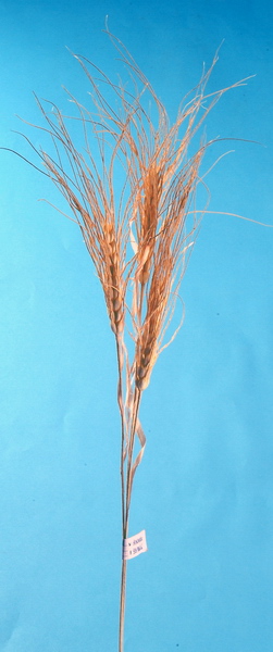 Wheat
  
   
     
    