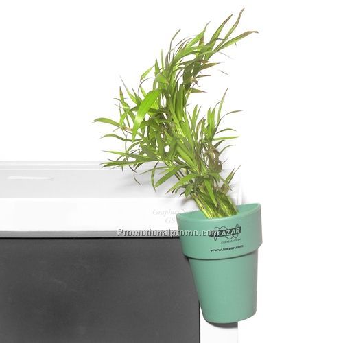 Plant in Flower Pot -  Mini Palm