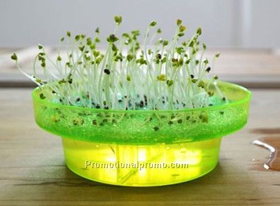 Seeds dish
