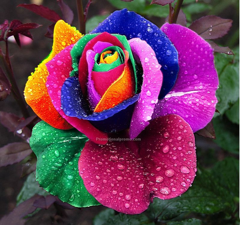 Rainbow Rose Flower Home Garden Rare Flower Seeds
