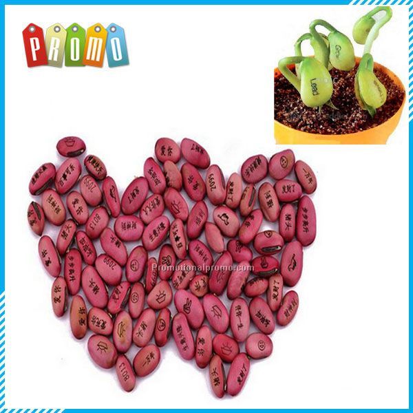 DIY Magic Bean Seed Plant Growing Message Words