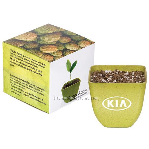 SUGAR APPLE TREE KIT