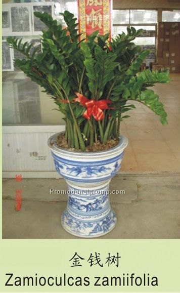 Zamioculcau zamiifolia