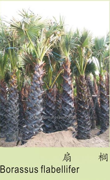 Borassus flabellifer
