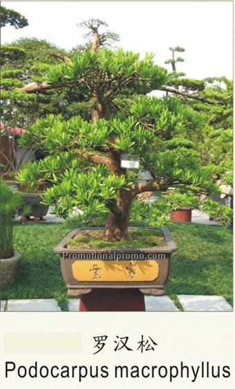 Podocarpus macrophyllus