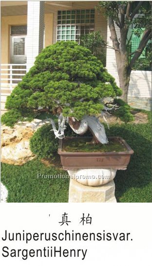 Juniperuschinensisvar SargentiiHenry