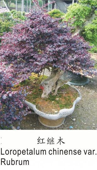 Loropetalum Chinese var. rubrum