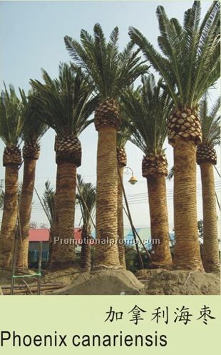 Phoenix canariensis