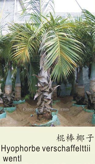 Hyophorbe verschaffelttiiwentl