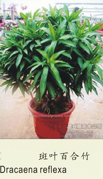 Dracaena reflexa