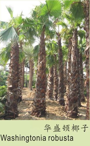 Washingtonia robusta