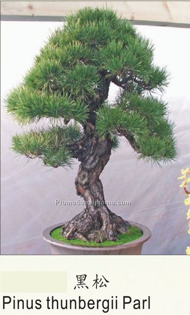 Pinus thunbergii parl