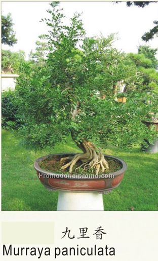 Murraya paniculata