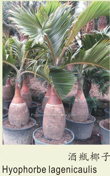 Hyophorbe lagenicaulis