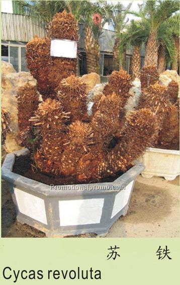 Cycas revoluta