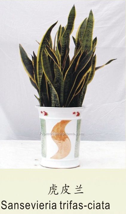 Sansevieria trifas-ciata
