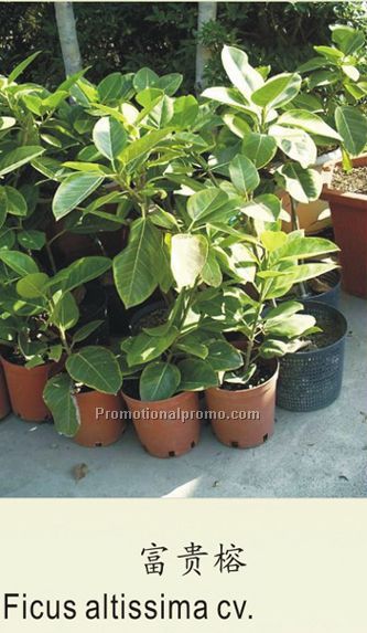 Ficus altissima cv.