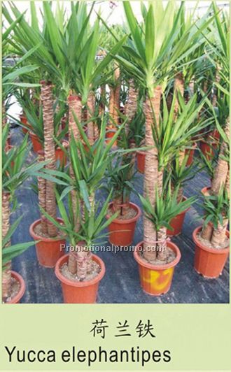 Yucca elephantipes