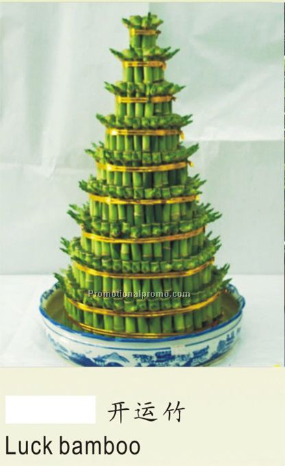 Luck Bamboo