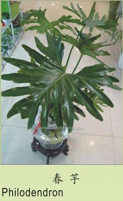 Philodendron