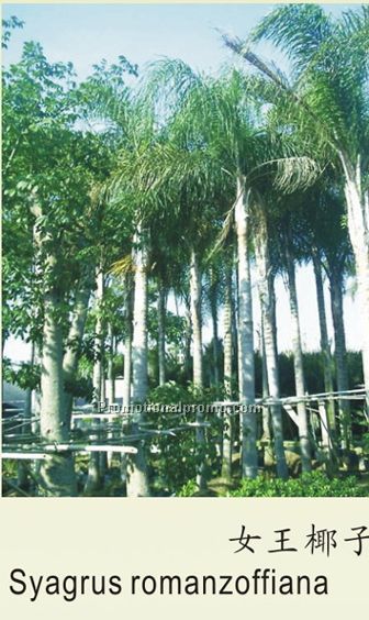 Syagrus romanzoffiana