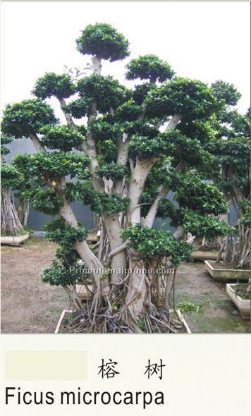 Ficus microcarpa
