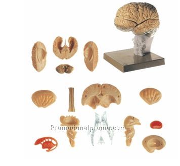 Brain Mould